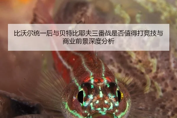 比沃尔统一后与贝特比耶夫三番战是否值得打竞技与商业前景深度分析